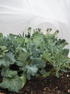 All-Purpose Garden Fabric 3 All-Purpose Garden Fabric -Gardene Supply Sales 32646 7940 tif