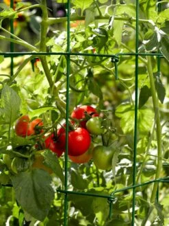 Tomato Cages, Set Of 4 3 Tomato Cages, Set Of 4 -Gardene Supply Sales 34182 588 tif