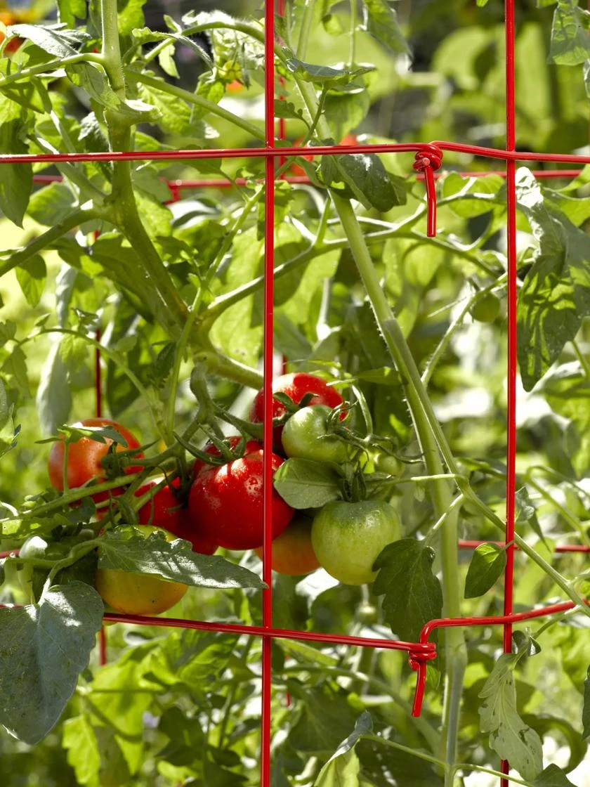 Tomato Cage, Single Tomato Cage, Single -Gardene Supply Sales 34182 592 1