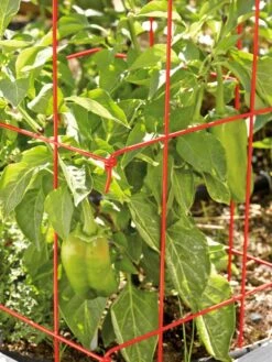 Pepper And Eggplant Cages, Set Of 3 4 Pepper And Eggplant Cages, Set Of 3 -Gardene Supply Sales 37464 567 tif
