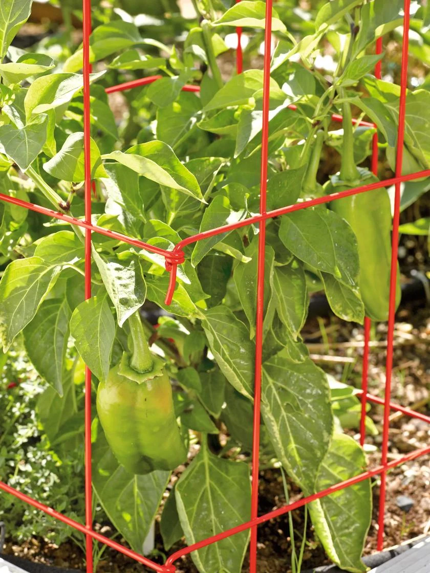 Pepper and Eggplant Cages, Set of 3 Pepper And Eggplant Cages, Set Of 3 -Gardene Supply Sales 37464 567 tif