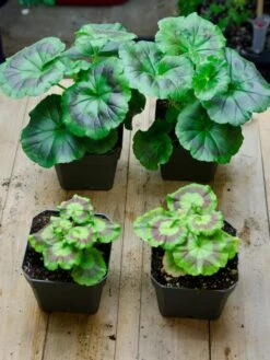 Organic Seed Starting Mix, 6 Quarts -Gardene Supply Sales 37808 002E tif