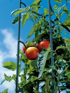 Tomato Ladders, Set Of 3 4 Tomato Ladders, Set Of 3 -Gardene Supply Sales 38184 003E tif