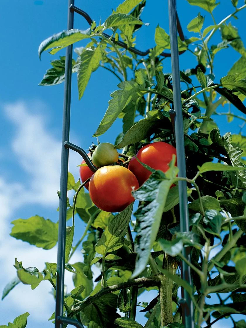 Tomato Ladders, Set of 3 Tomato Ladders, Set Of 3 -Gardene Supply Sales 38184 003E tif