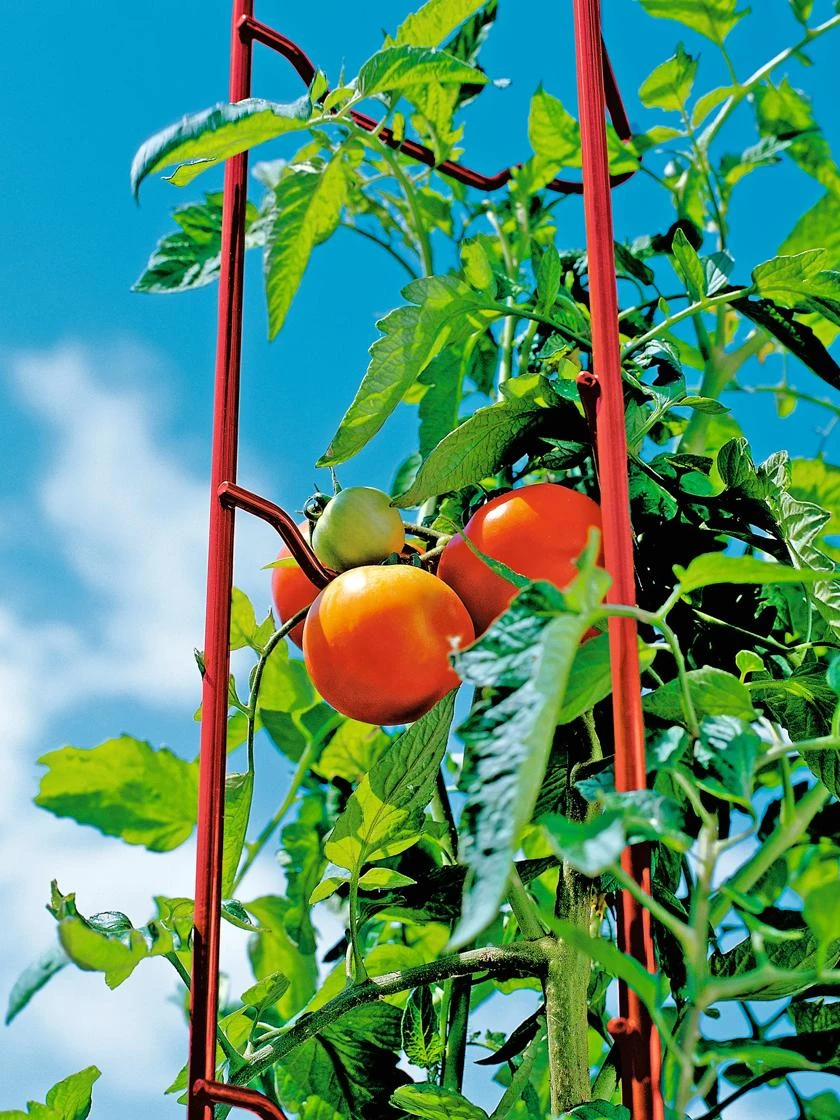 Tomato Ladders, Set of 3 Tomato Ladders, Set Of 3 -Gardene Supply Sales 38185 003E tif