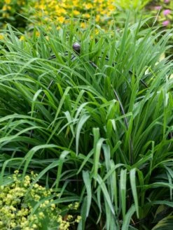 Jardin Bird Cage Support, 26" -Gardene Supply Sales 39 521 0073 tif