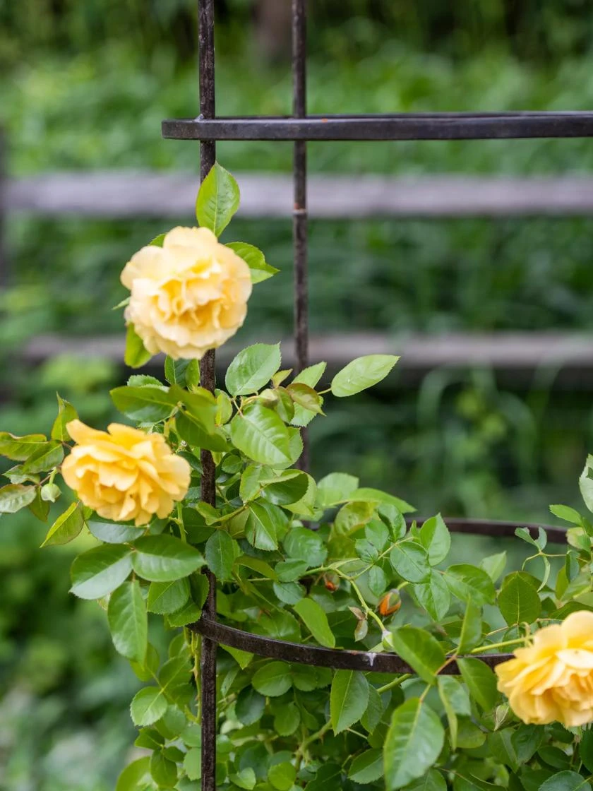 Jardin Round Obelisk, 7' Jardin Round Obelisk, 7' -Gardene Supply Sales 39 530 0052 tif