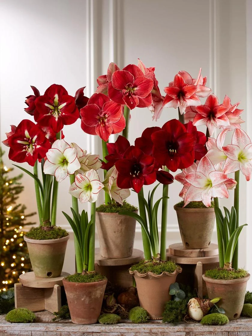 Premium Amaryllis Bulb Premium Amaryllis Bulb -Gardene Supply Sales 39 733 2021 04 tif