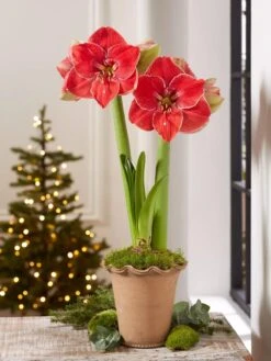 Premium Amaryllis Bulb 2 Premium Amaryllis Bulb -Gardene Supply Sales 39 733 MagicalTouch 2021 10 tif