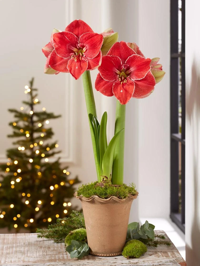Premium Amaryllis Bulb Premium Amaryllis Bulb -Gardene Supply Sales 39 733 MagicalTouch 2021 10 tif