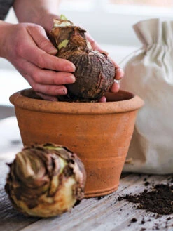 Amaryllis Planting Kit -Gardene Supply Sales 39 733 bagged 2020 05000