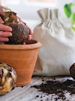 Premium Amaryllis Bulb 7 Premium Amaryllis Bulb -Gardene Supply Sales 39 733 bagged 2020 05000 tif