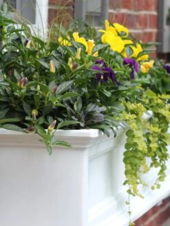 Fairfield Self-Watering Window Box, 4’ -Gardene Supply Sales 39345 102V tif