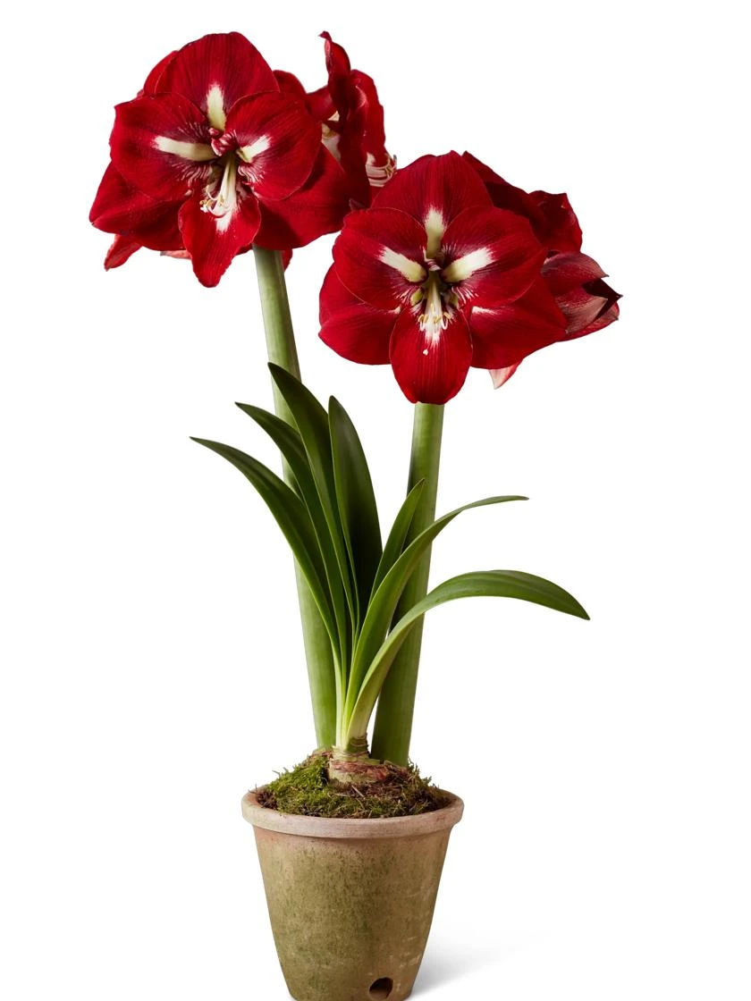 Premium Amaryllis Bulb Premium Amaryllis Bulb -Gardene Supply Sales 39733 2020 2002 silo tif