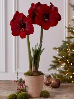 Premium Amaryllis Bulb 5 Premium Amaryllis Bulb -Gardene Supply Sales 39733 2020 2004 tif