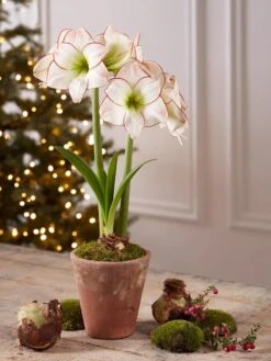 Premium Amaryllis Bulb 3 Premium Amaryllis Bulb -Gardene Supply Sales 39733 2020 2006 tif