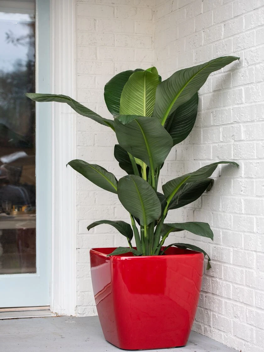 Viva Square Self-Watering Rolling Planter, 20" Diameter, Set of 2 Viva Square Self-Watering Rolling Planter, 20" Diameter, Set Of 2 -Gardene Supply Sales 3 4 crop 8612930 0032 tif