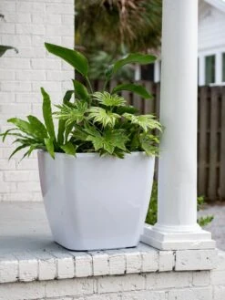 Viva Square Self-Watering Rolling Planter, 20" Diameter, Set Of 2 4 Viva Square Self-Watering Rolling Planter, 20" Diameter, Set Of 2 -Gardene Supply Sales 3 4 crop 8612930 0033 tif