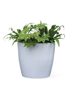 Viva Round Self-Watering Rolling Planter, 20" Diameter, Set Of 2 -Gardene Supply Sales 3 4 crop 8612933 0026 tif