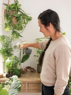 Indoor Plant Mister -Gardene Supply Sales 3 4 crop 8612962 3792