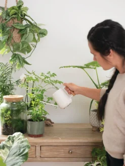 Pinpoint Indoor Watering Can -Gardene Supply Sales 3 4 crop 8612963 3774