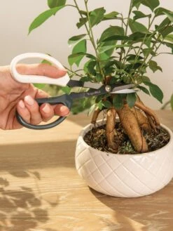 Japanese Pruning Scisssors 4 Japanese Pruning Scisssors -Gardene Supply Sales 3 4 crop 8612968 0087