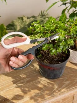 Japanese Pruning Scisssors 2 Japanese Pruning Scisssors -Gardene Supply Sales 3 4 crop 8612968 0092