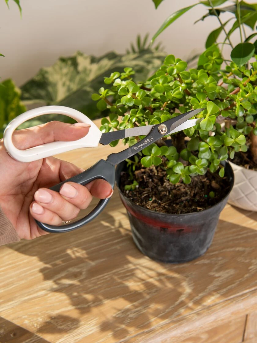 Japanese Pruning Scisssors Japanese Pruning Scisssors -Gardene Supply Sales 3 4 crop 8612968 0092
