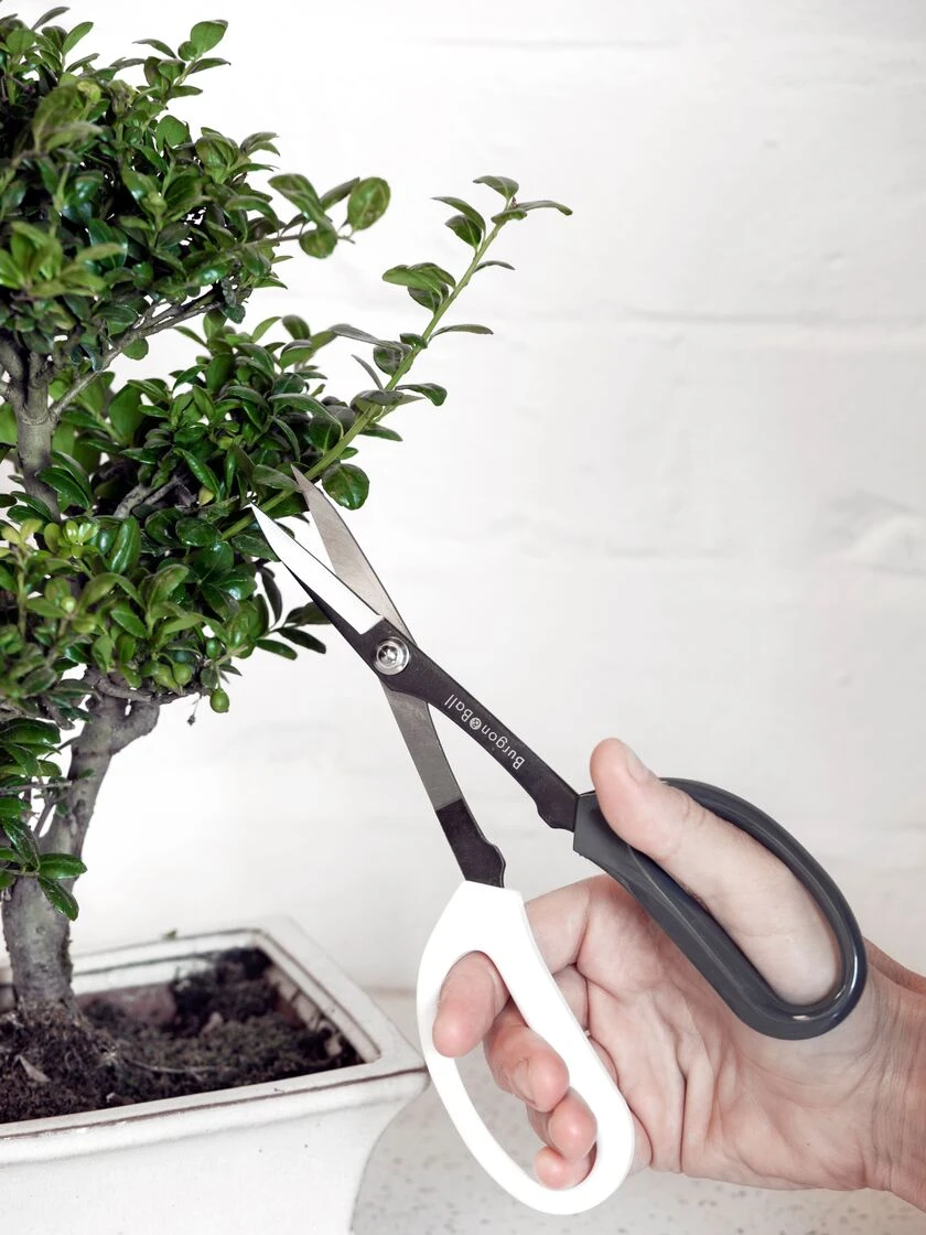 Japanese Pruning Scisssors Japanese Pruning Scisssors -Gardene Supply Sales 3 4 crop 8612968 02V japanese pruning scisssors