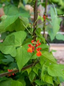 Jardin Tower 3 Jardin Tower -Gardene Supply Sales 3 4 crop 8612997 0059