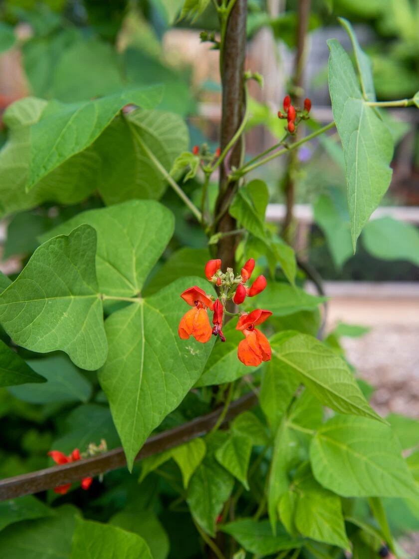 Jardin Tower Jardin Tower -Gardene Supply Sales 3 4 crop 8612997 0059