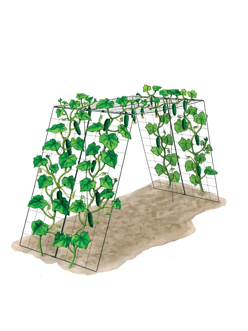 Over the Top Cucumber and Squash Trellis Over The Top Cucumber And Squash Trellis -Gardene Supply Sales 3 4 crop 8613058 art over the top cucumber and squash trellis
