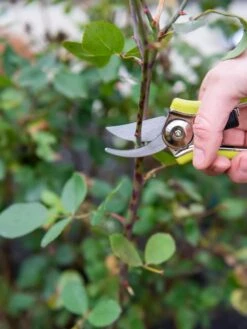 Pocket Pruners -Gardene Supply Sales 8586314 027 tif