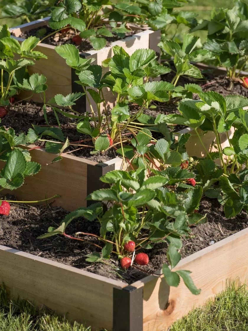 3-Tier Strawberry Bed 3-Tier Strawberry Bed -Gardene Supply Sales 8586752 4552 tif