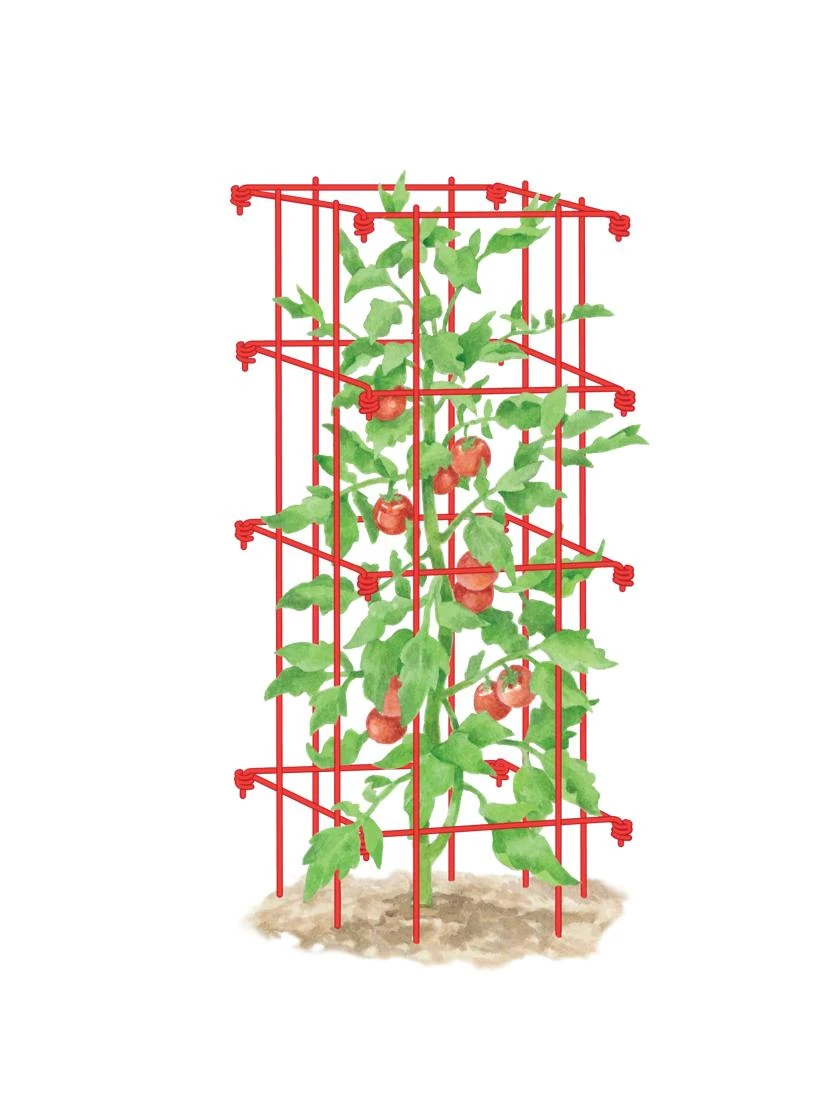 Tomato Cage, Single Tomato Cage, Single -Gardene Supply Sales 8587039 TomatoCage tif