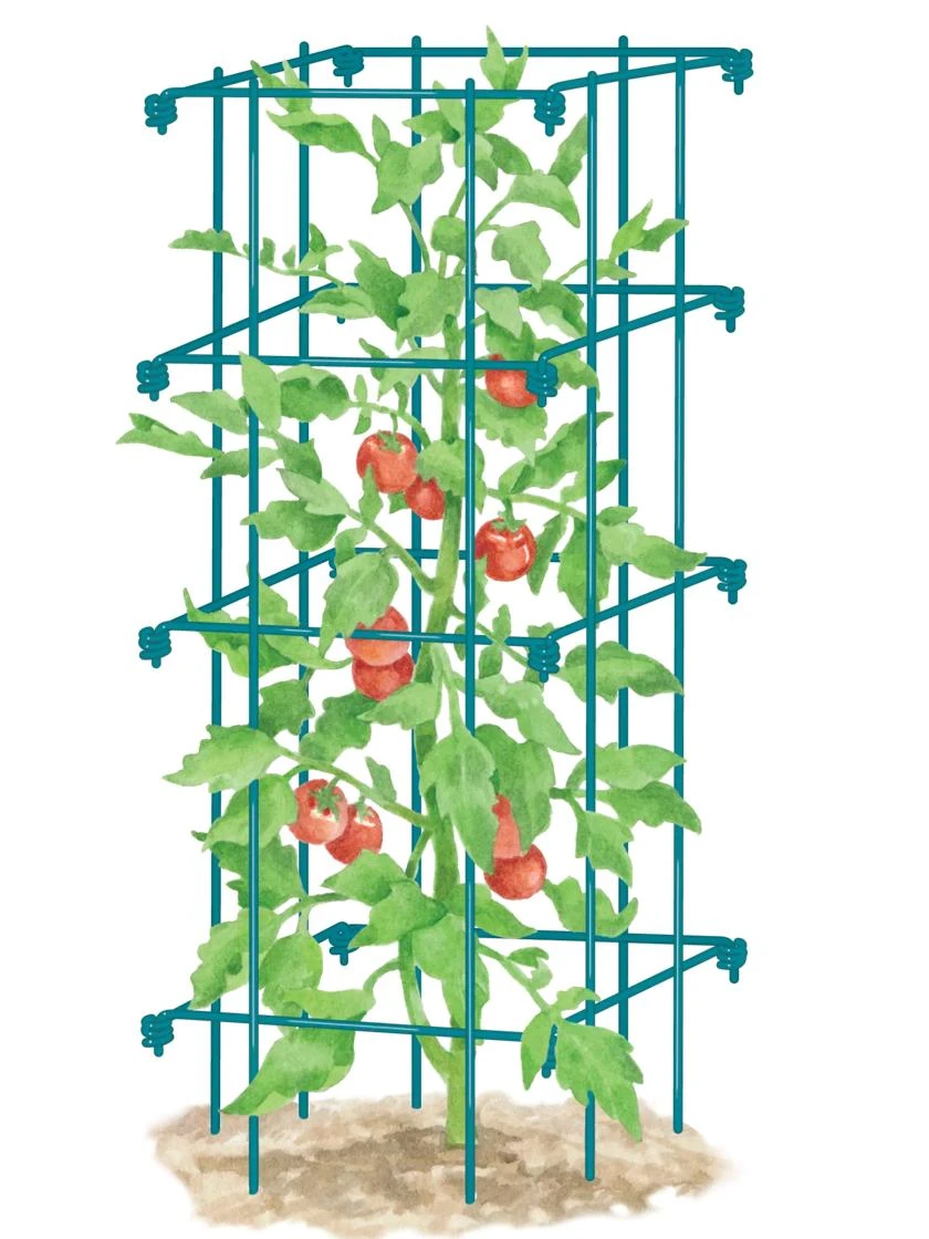 Tomato Cage, Single Tomato Cage, Single -Gardene Supply Sales 8587039 TomatoCage BLUE tif