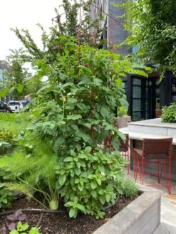 Tomato Towers, Set Of 2 -Gardene Supply Sales 8587041 01IN tif