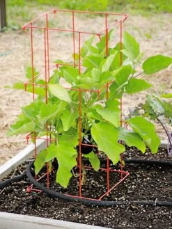Pepper And Eggplant Cages, Set Of 3 3 Pepper And Eggplant Cages, Set Of 3 -Gardene Supply Sales 8587048 103 tif