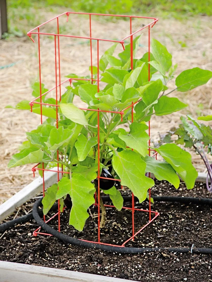 Pepper and Eggplant Cages, Set of 3 Pepper And Eggplant Cages, Set Of 3 -Gardene Supply Sales 8587048 103 tif