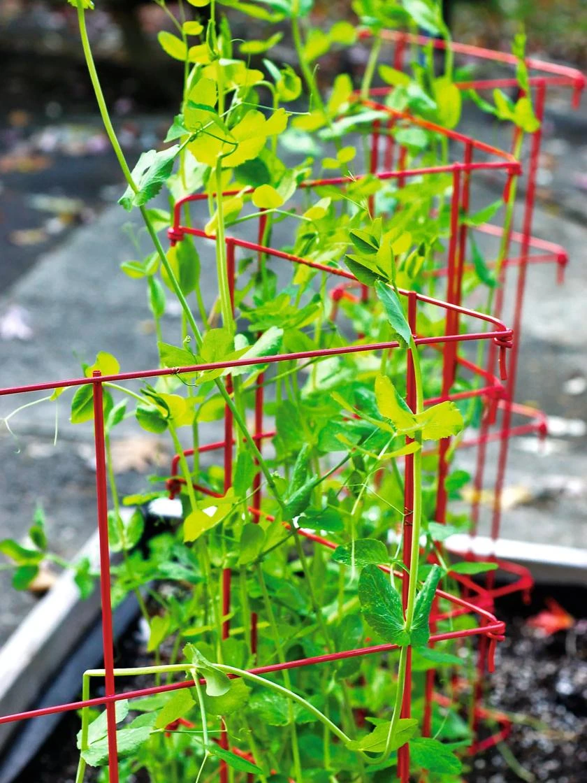 Expandable Pea Trellis Expandable Pea Trellis -Gardene Supply Sales 8587061 100 tif