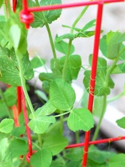 Tall Expandable Pea Trellis -Gardene Supply Sales 8587061 101 tif 1
