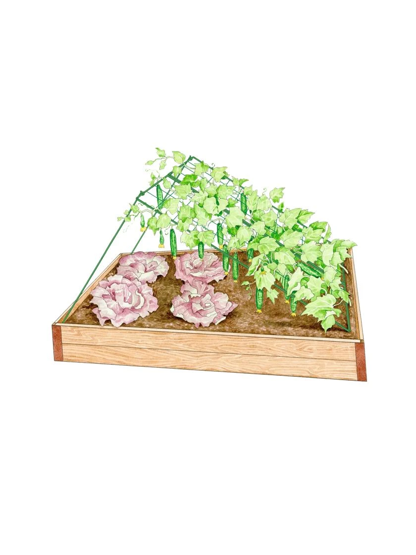 Medium Cucumber Trellis Medium Cucumber Trellis -Gardene Supply Sales 8587081 CukeTrellis M Grn fl 001E tif