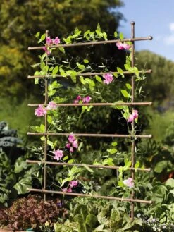 Jardin Ladder Trellis -Gardene Supply Sales 8587107 083 tif