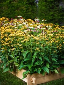 Farmstead Cedar Raised Garden Beds, 2' -Gardene Supply Sales 8588144 014V tif