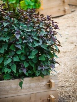 Farmstead Cedar Raised Garden Beds, 2'