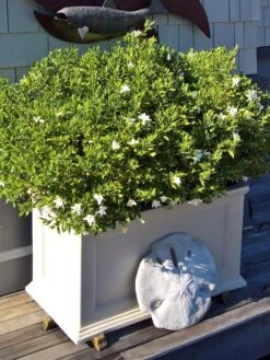 Fairfield Self-Watering Patio Planters, 20” X 36” 2 Fairfield Self-Watering Patio Planters, 20” X 36” -Gardene Supply Sales 8588417 208V tif