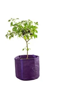 Gardener's Best® Universal Grow Bag -Gardene Supply Sales 8590024PR 249 tif