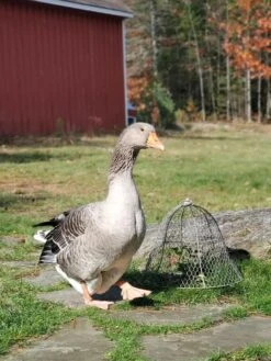 Chicken Wire Cloche -Gardene Supply Sales 8590210 01IN tif