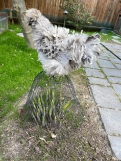 Chicken Wire Cloche -Gardene Supply Sales 8590210 02CUST tif