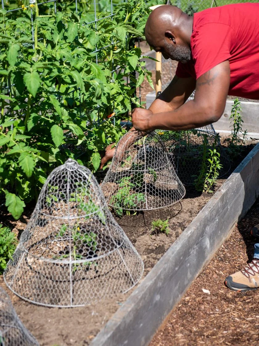 Chicken Wire Cloche with Extension Chicken Wire Cloche With Extension -Gardene Supply Sales 8590210 0442 tif
